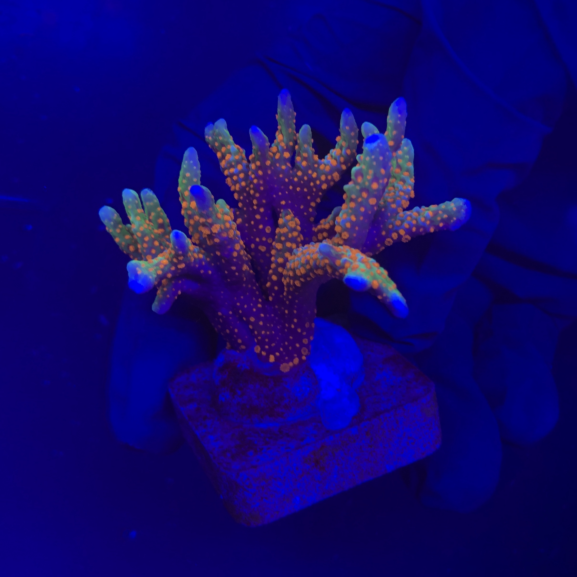 Montipora Forest Fire M