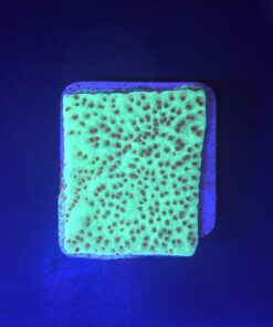 Montipora Jedi Trick Mint Undata M