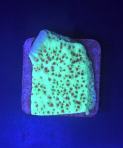 Montipora Jedi Trick Mint Undata M