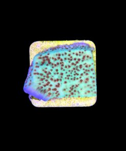 Alternative view of Montipora Jedi Trick Mint Undata M