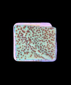 Alternative view of Montipora Jedi Trick Mint Undata M