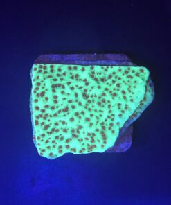 Montipora Jedi Trick Mint Undata M
