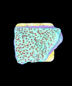 Alternative view of Montipora Jedi Trick Mint Undata M