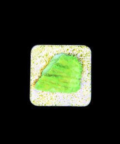 Alternative view of Montipora Capricórnio Kryptonita P