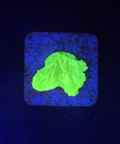 Montipora Capricórnio Kryptonita P