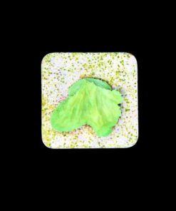 Alternative view of Montipora Capricórnio Kryptonita P