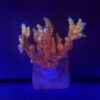 Montipora Forest Fire G