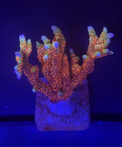 Montipora Forest Fire G