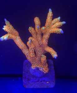 Montipora Forest Fire G