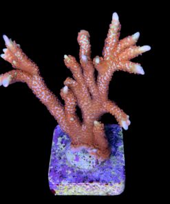 Alternative view of Montipora Forest Fire G