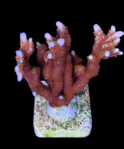Alternative view of Montipora Forest Fire G