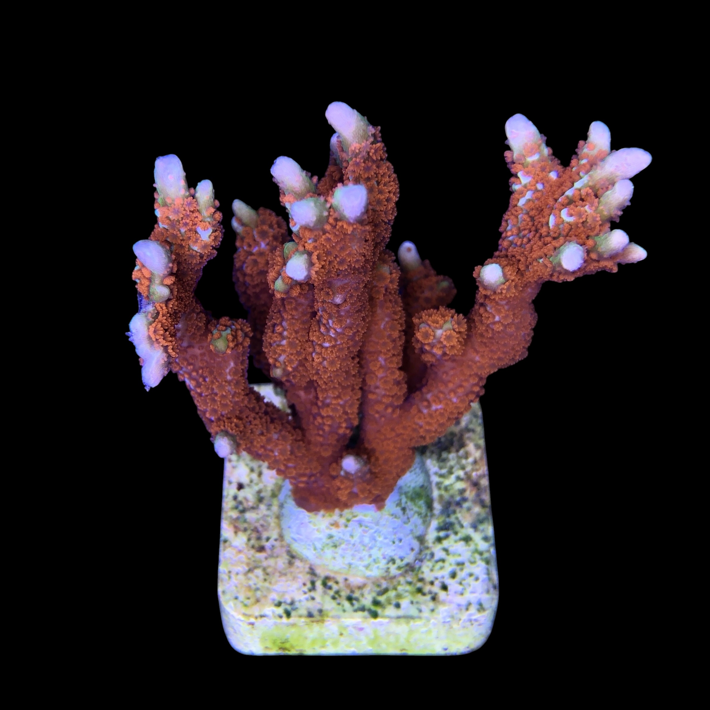 Montipora Forest Fire G - Imagem 2
