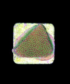 Alternative view of Montipora Sunset M