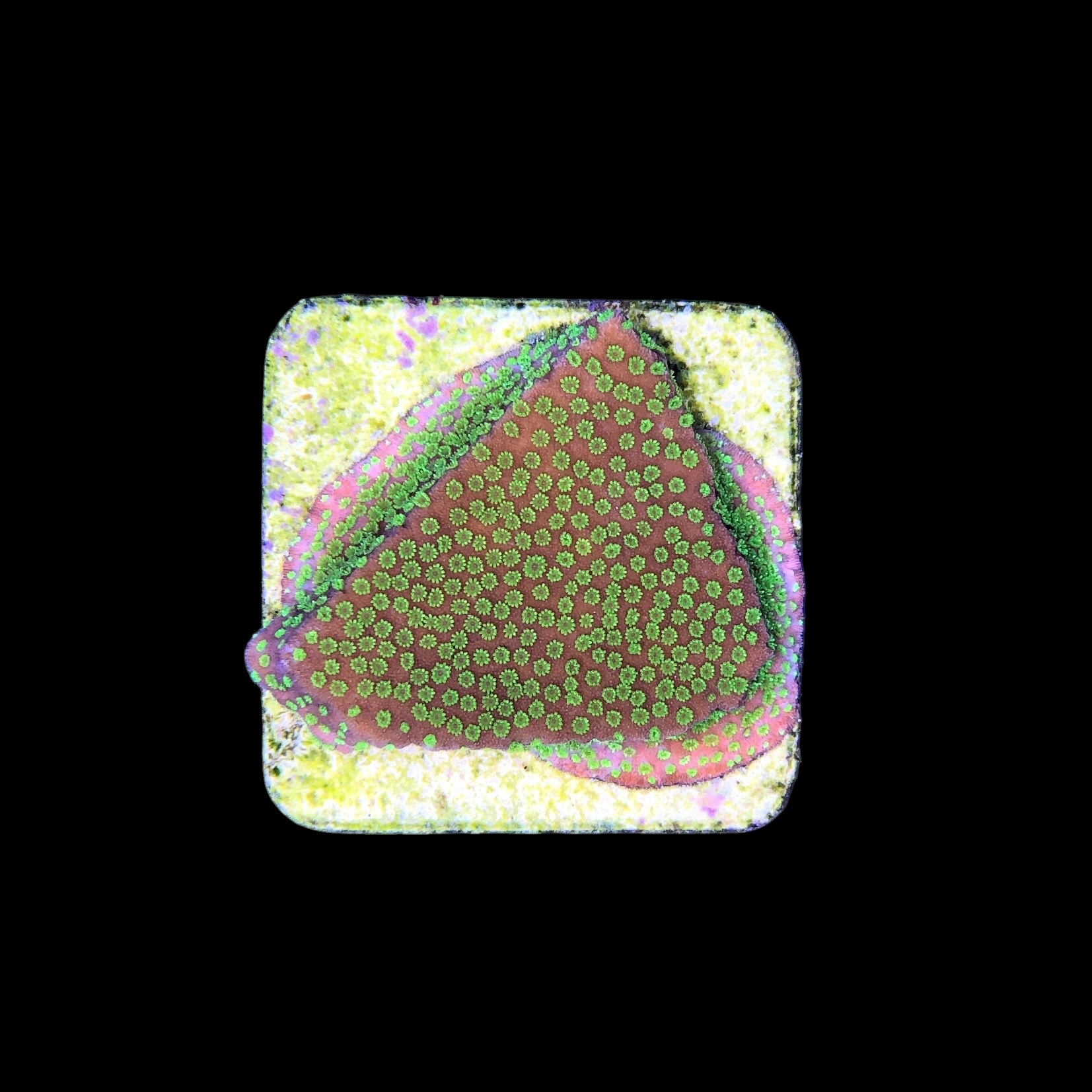 Montipora Sunset M - Imagem 2