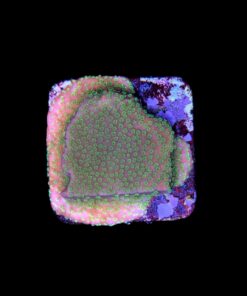 Alternative view of Montipora Sunset M