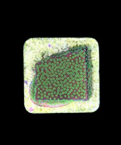 Alternative view of Montipora Sunset M
