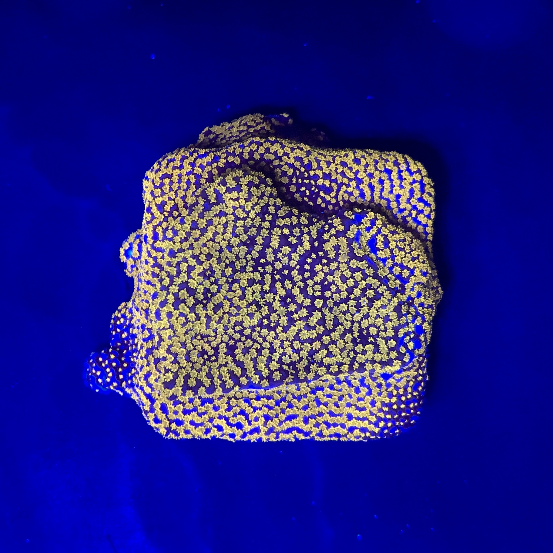 Montipora Superman M