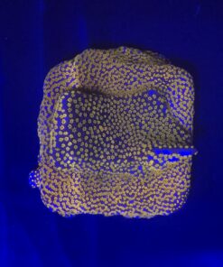 Montipora Superman M