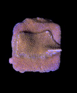 Alternative view of Montipora Superman M