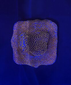 Montipora Superman M