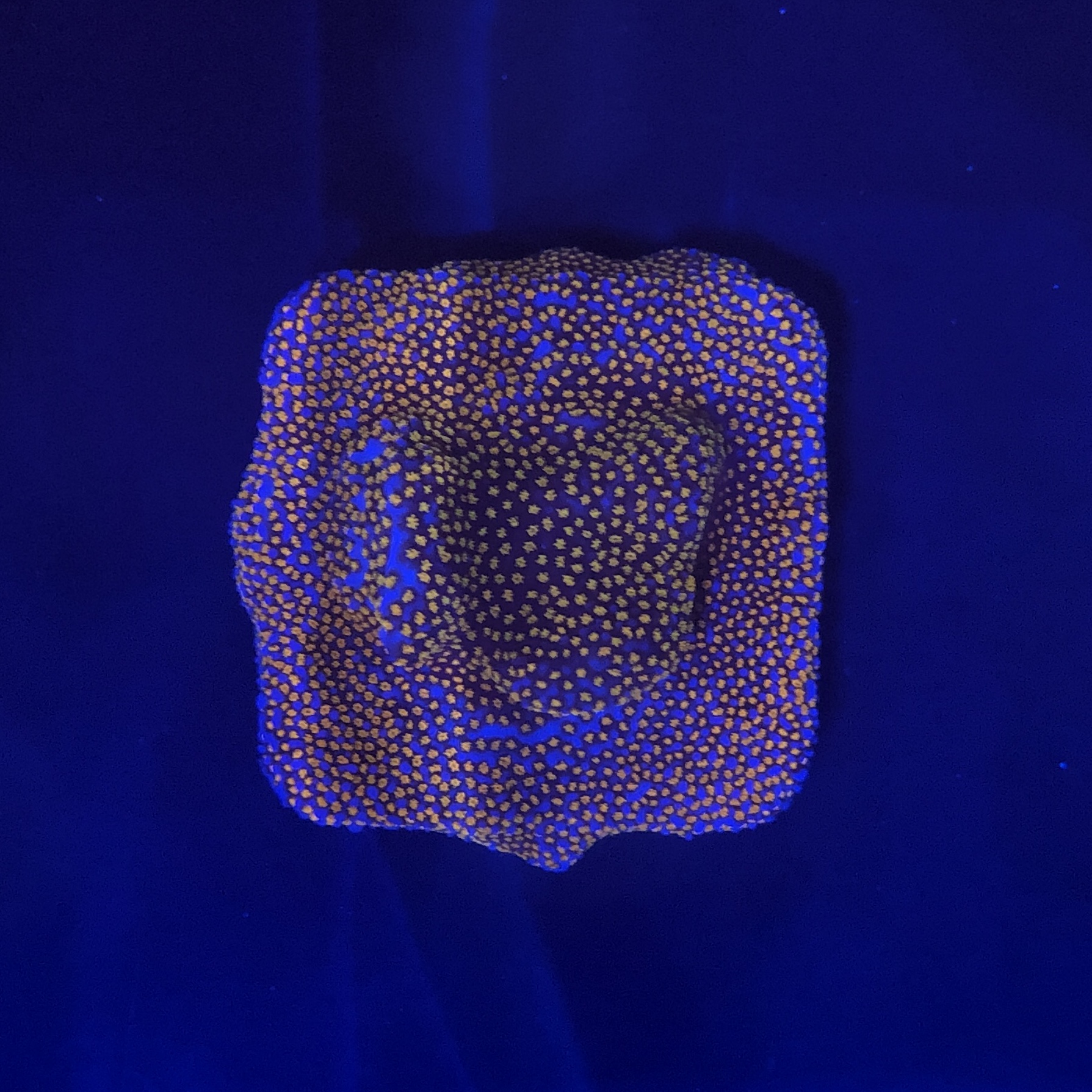 Montipora Superman M