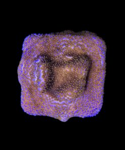 Alternative view of Montipora Superman M