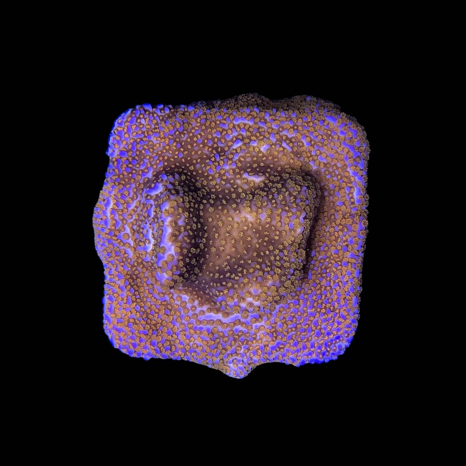 Montipora Superman M - Imagem 2