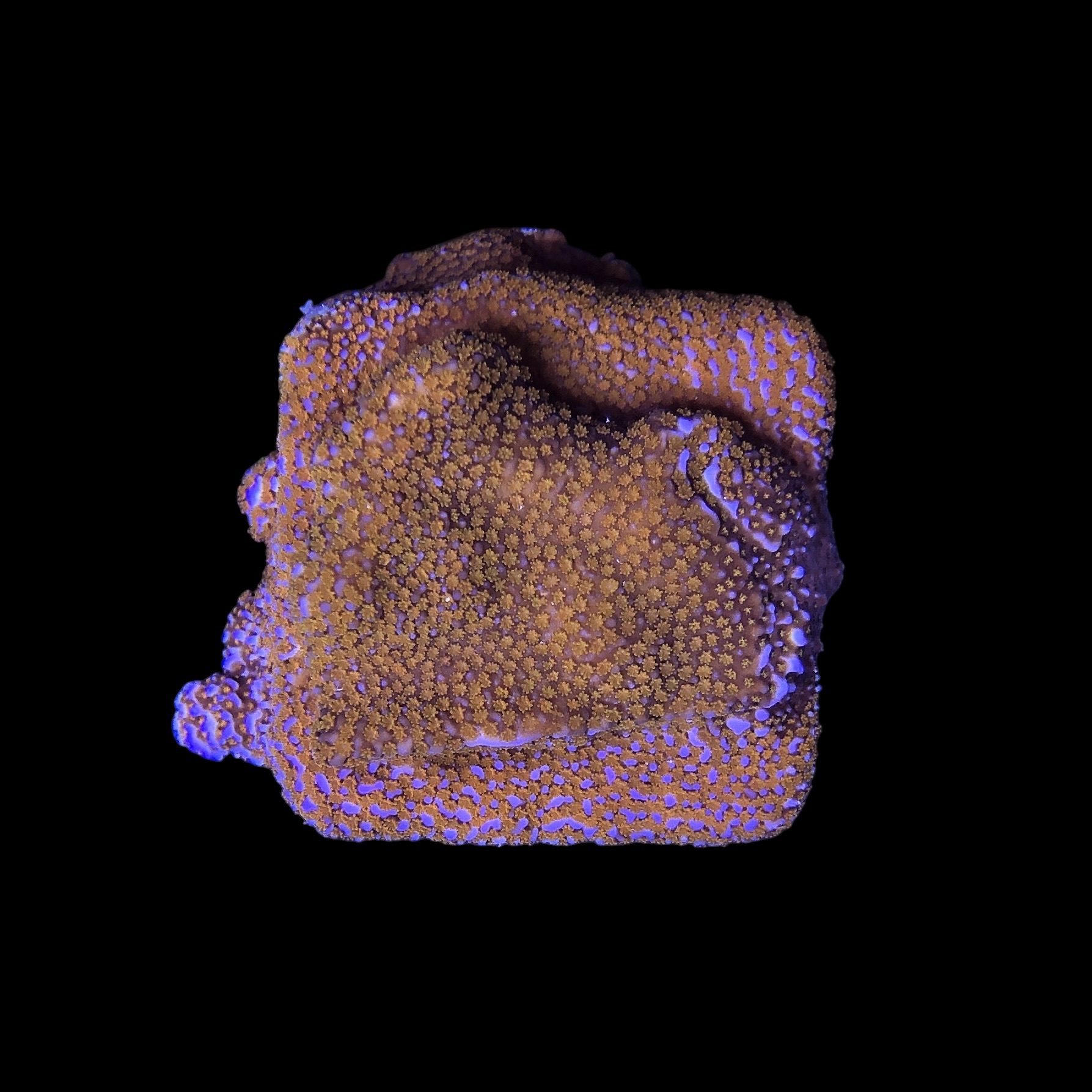 Montipora Superman M - Imagem 2