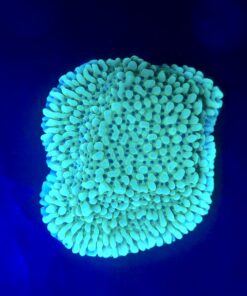 Montipora Undata Green Purple Polyps M