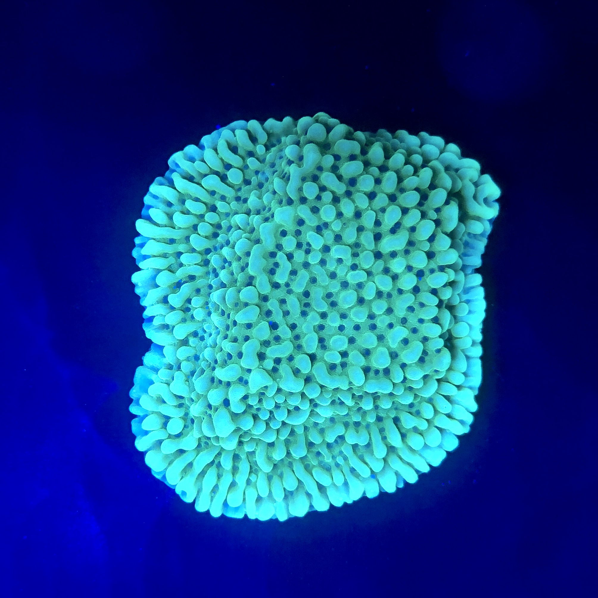 Montipora Undata Green Purple Polyps M