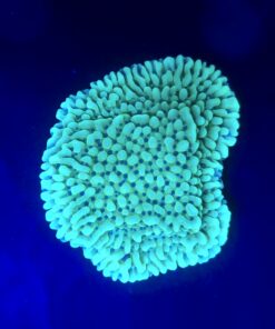 Montipora Undata Green Purple Polyps M