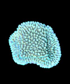 Alternative view of Montipora Undata Green Purple Polyps M