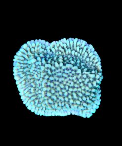 Alternative view of Montipora Undata Green Purple Polyps M