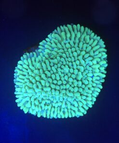 Montipora Undata Green Purple Polyps M