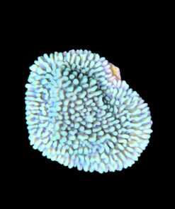 Alternative view of Montipora Undata Green Purple Polyps M