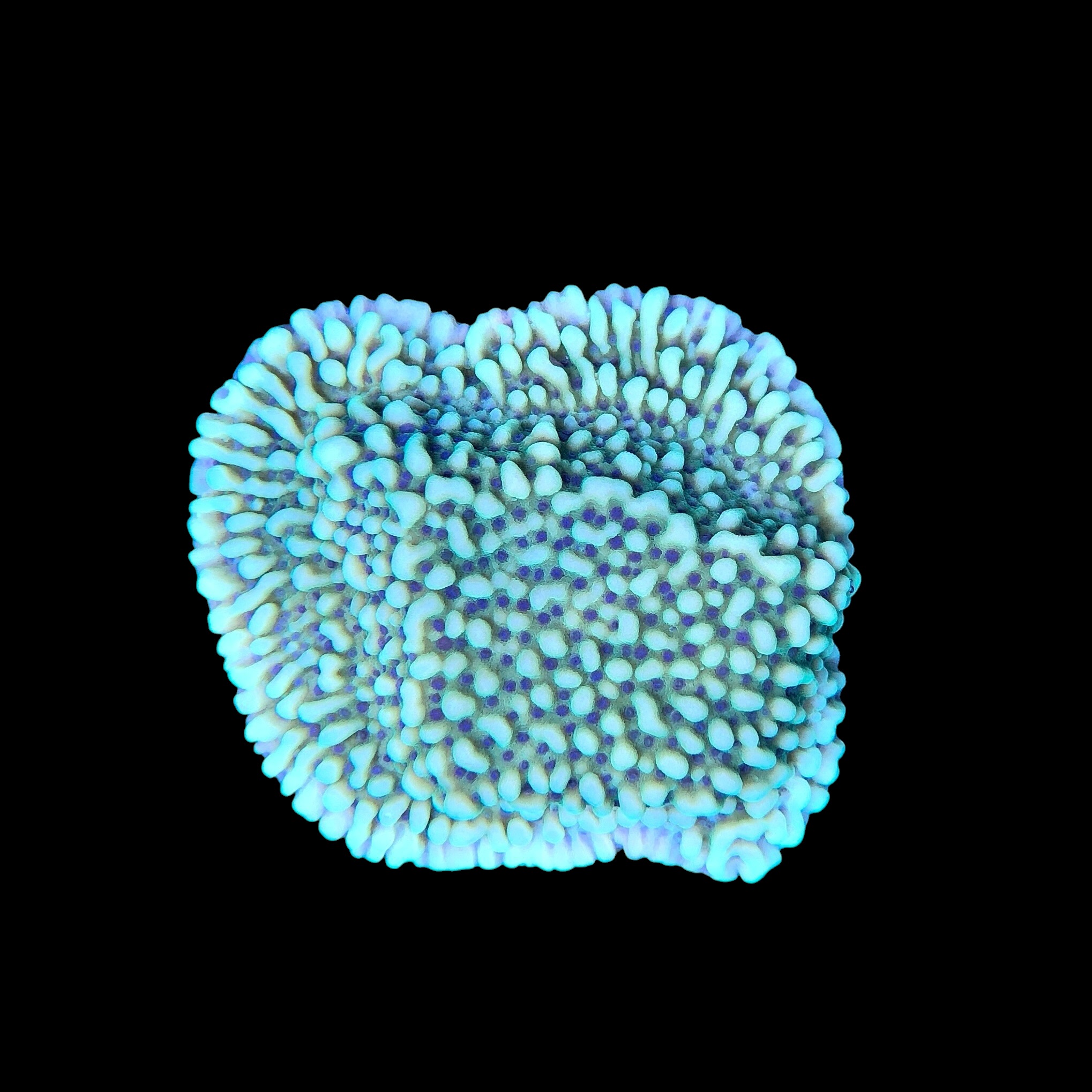 Montipora Undata Green Purple Polyps M - Imagem 2