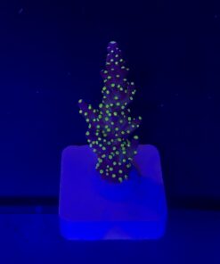 Nana Purple Neon Polyps M
