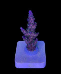 Alternative view of Nana Purple Neon Polyps M