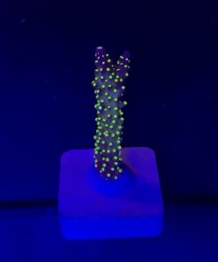 Nana Purple Neon Polyps M