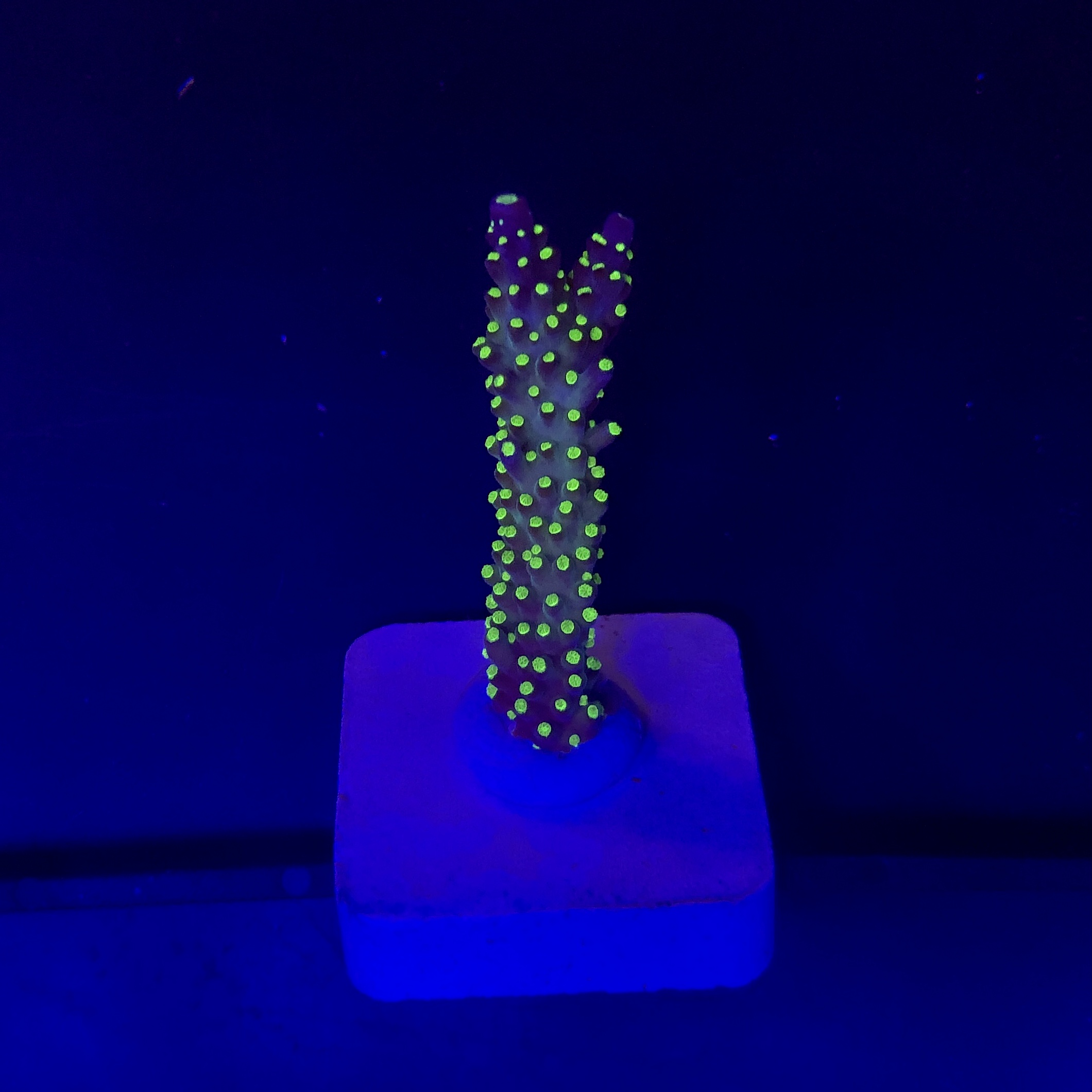 Nana Purple Neon Polyps M