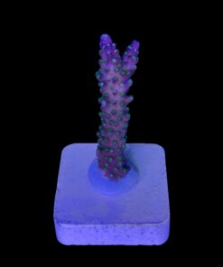 Alternative view of Nana Purple Neon Polyps M