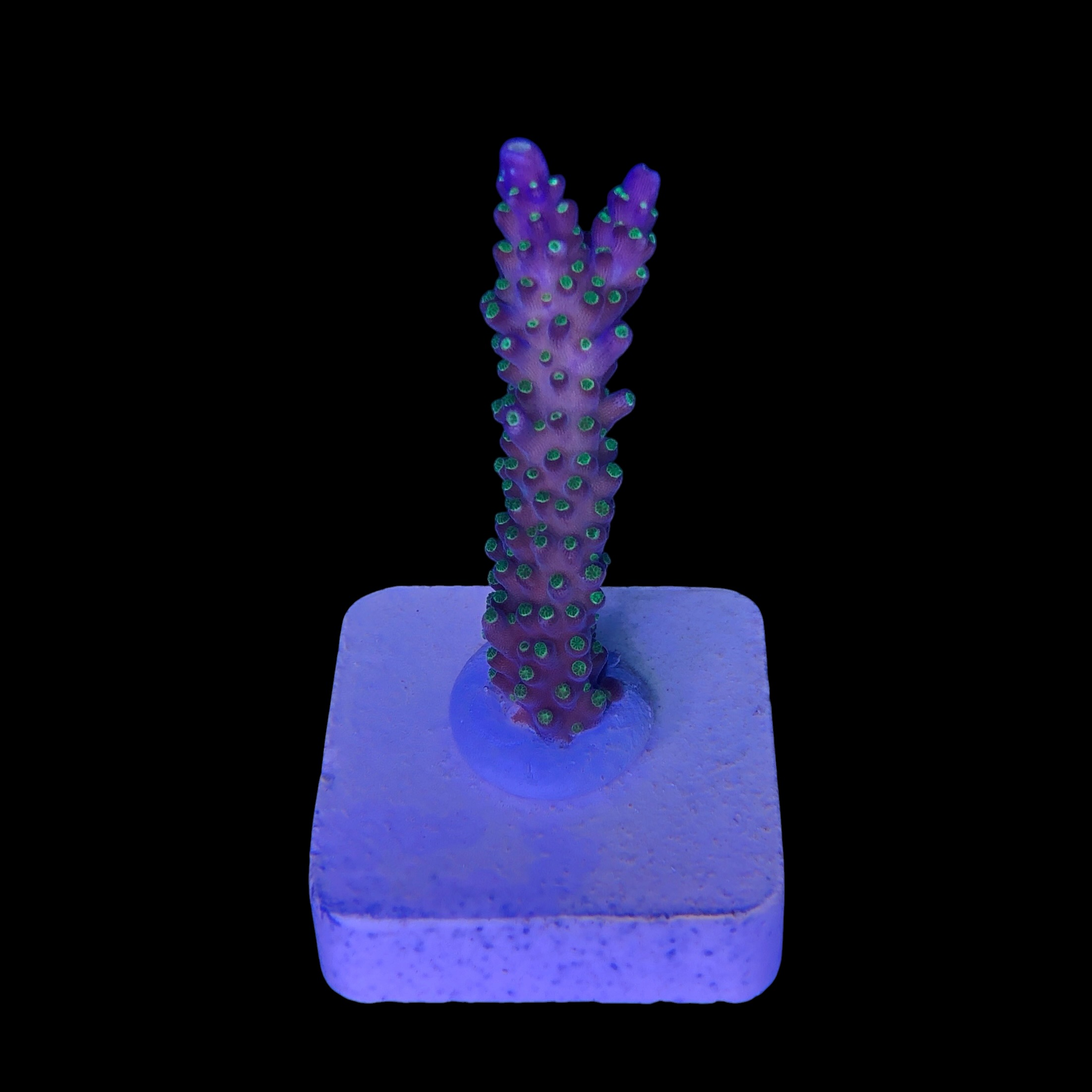 Nana Purple Neon Polyps M - Imagem 2