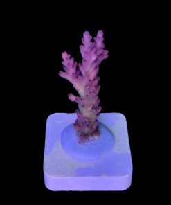 Alternative view of Nebulosa M