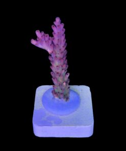 Alternative view of Nebulosa M