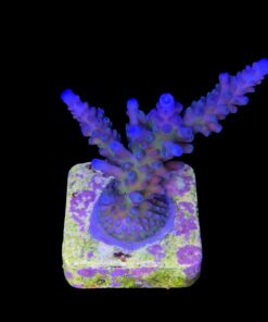 Alternative view of Ora Blue Green M