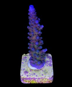 Alternative view of Ora Blue Green M