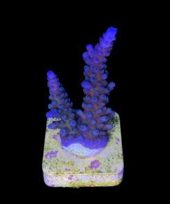 Alternative view of Ora Blue Green M