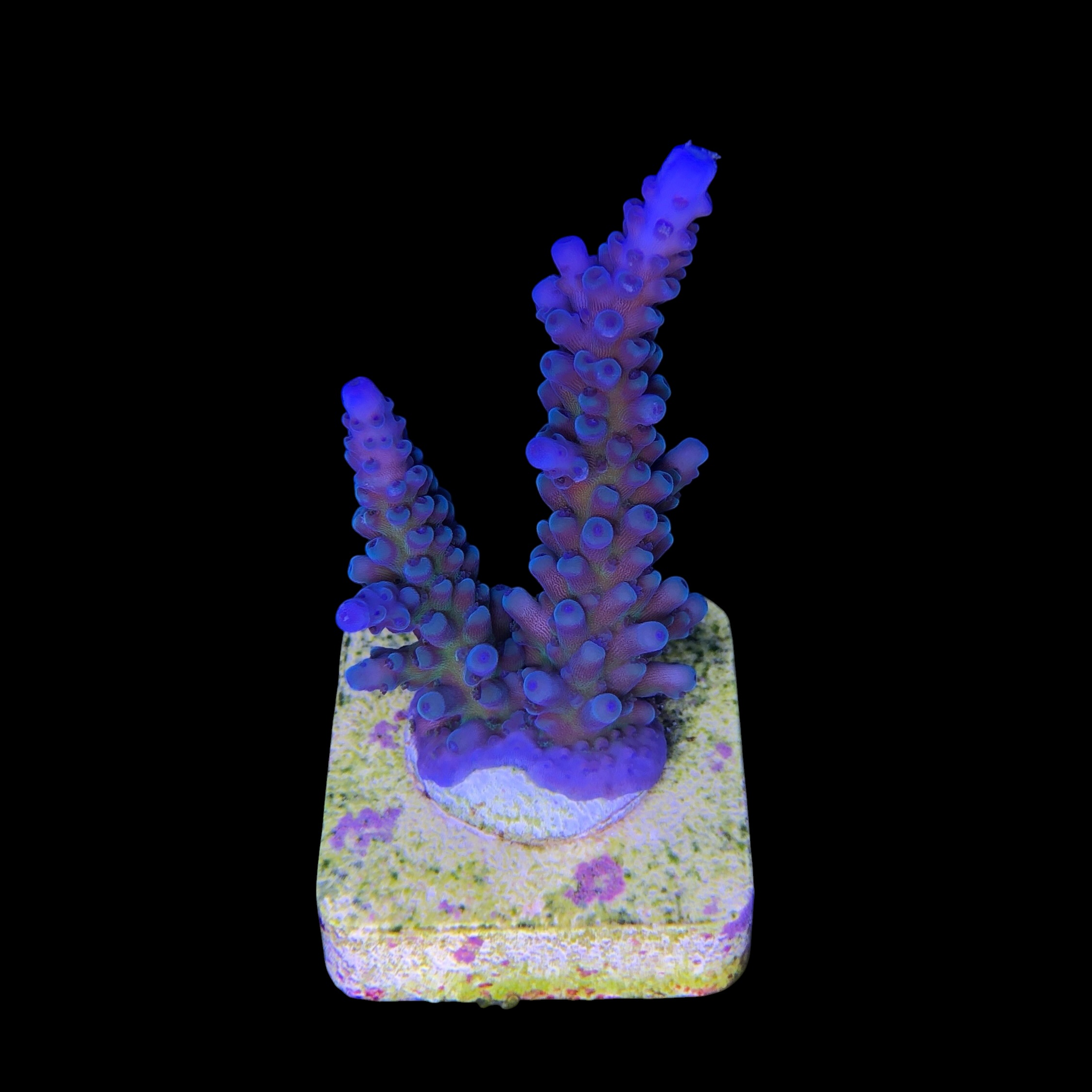 Ora Blue Green M - Imagem 2