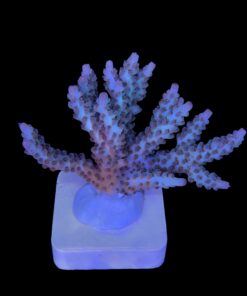 Alternative view of OR Pearlberry G