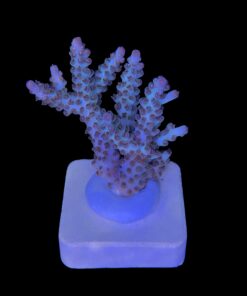 Alternative view of Pearlberry G